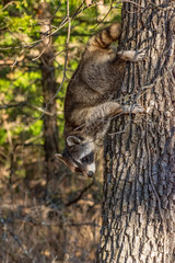 Racoon coming down a tree head first