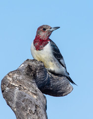 Immature Red-headed Woodpecker on perch