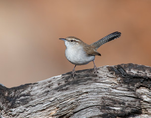 Bewick's Wren on burnt log