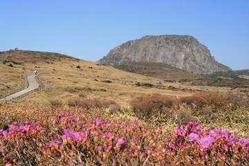 Fototapeta premium the spring of Mt. Halla