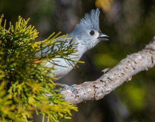 Tufted Titmouse