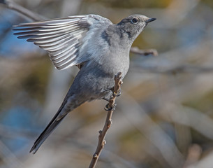 Townsend's Solitaire on a perch