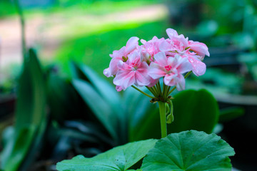 very beautifull small pink flowers