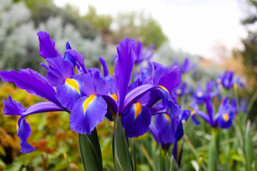Beautifull pink and yellow flowers