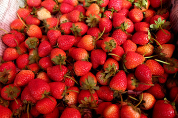 background from freshly harvested strawberries, organic berries macro