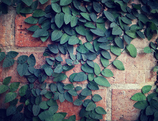 Green Ficus Pumila on climbing on terra cotta brick wall