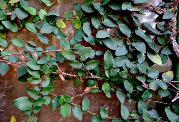 Green Ficus Pumila on climbing on house and windows
