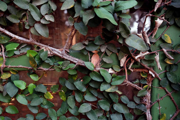 Green Ficus Pumila on climbing on house and windows