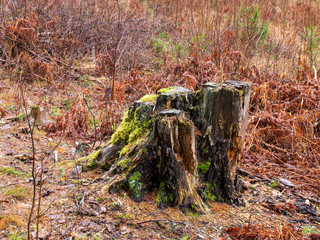 old tree stump by the river, wet meadow