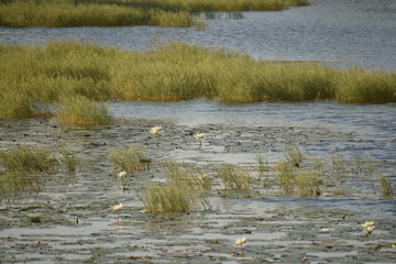 white lotus flower grows on the lake. Lotus is an annual aquatic plant species, closeup view of beautiful lotus.