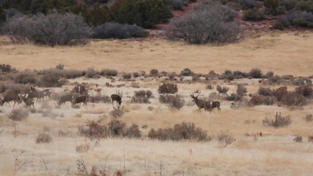A herd of mule deer feed in a field of winter brown grass and sage brush while a large buck guards his does from an interloper.