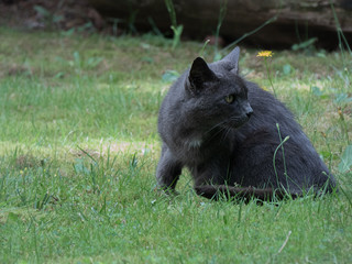 small steal gray and black cat sitting in grass