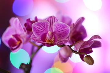 Naklejka na ściany i meble orchid flower (Phalaenopsis) pink .Orchid branch on a blue purple background with bokeh.Bright floral background