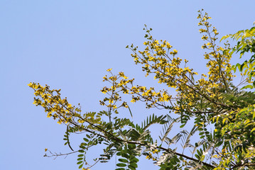 Cassia flower blossom on tree