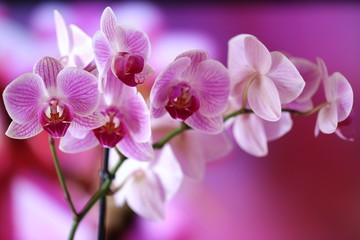 orchid flower (Phalaenopsis) pink closeup .Orchid branch on a  purple background .Bright floral...