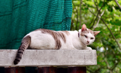 Fototapeta na wymiar Cat lying down at balcony