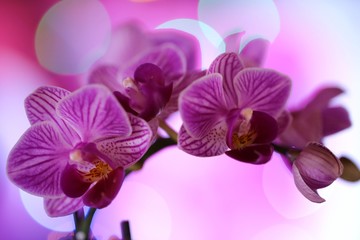 Naklejka na ściany i meble orchid flower (Phalaenopsis) pink closeup .Orchid branch on a purple background with bokeh. floral background