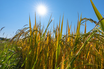 Fototapeta premium Yellow glutinous rice in rice fields near the harvest season