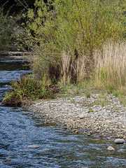 small stream water with grass and weeds growing along the edge