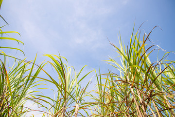 Naklejka premium green sugar cane on sky background.