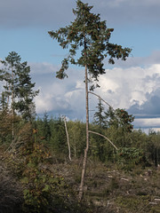 trees bushes and a view of washington hillsides and clouds