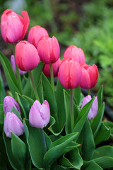 Beautiful Pink Tulips Close Up