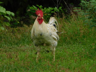 White rooster stands on the green grass, outdoor.