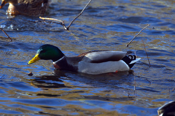 Wild ducks live on a lake in a residential area of Kiev