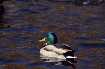 Wild ducks live on a lake in a residential area of Kiev