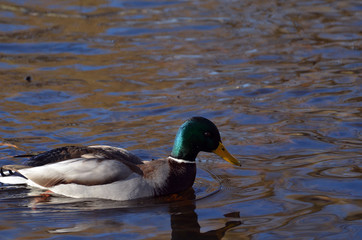 Wild ducks live on a lake in a residential area of Kiev