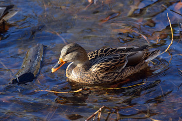 Wild ducks live on a lake in a residential area of Kiev