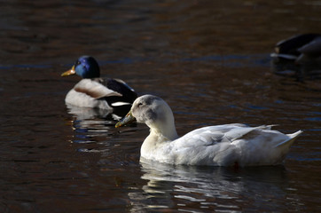 Wild ducks live on a lake in a residential area of Kiev