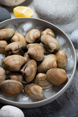 Closeup of raw iced uncooked vongole in a round grey plate, vertical shot, selective focus