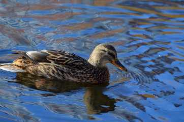 Wild ducks live on a lake in a residential area of Kiev