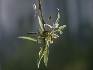home plants on the background of the window, macro.