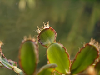 home plants on the background of the window, macro.