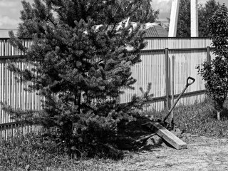 Christmas tree near the fence in a rural area, Russia.