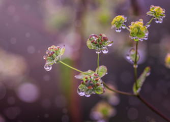 fresh flower on background. and Drop of water, Nature concept.