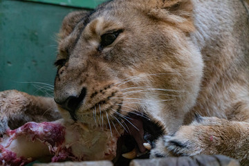 lioness in zoo eating meet