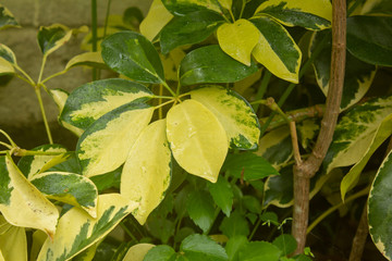 View of wet leaves of plant in a garden during the rainy season