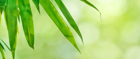 bamboo leaves background