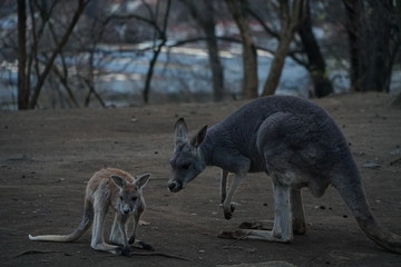 mother and baby kangaroo in the zoo