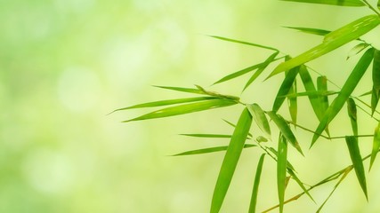 background with bamboo