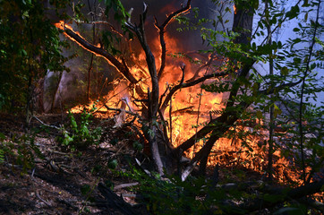 Fire in the forest. Near Kiev, Ukraine.