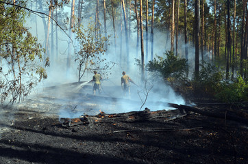 Fire in the forest. Near Kiev, Ukraine.