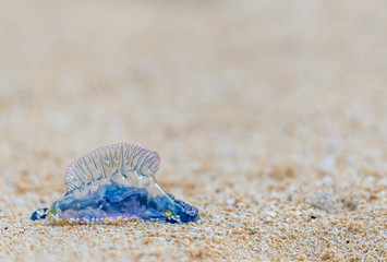 Portuguese Man-o-War washed up on Waimanalo Beach in Hawaii