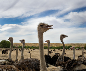 Ostriches in the desert on a cloudy day