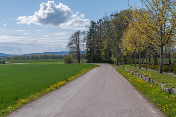 Fototapeta na wymiar beautiful rapeseed field and cloudy sky in the spring in oland, Sweden