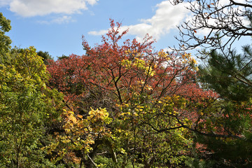山の紅葉