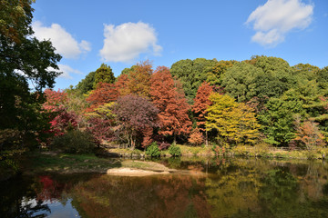 青空に映える紅葉のリフレクション